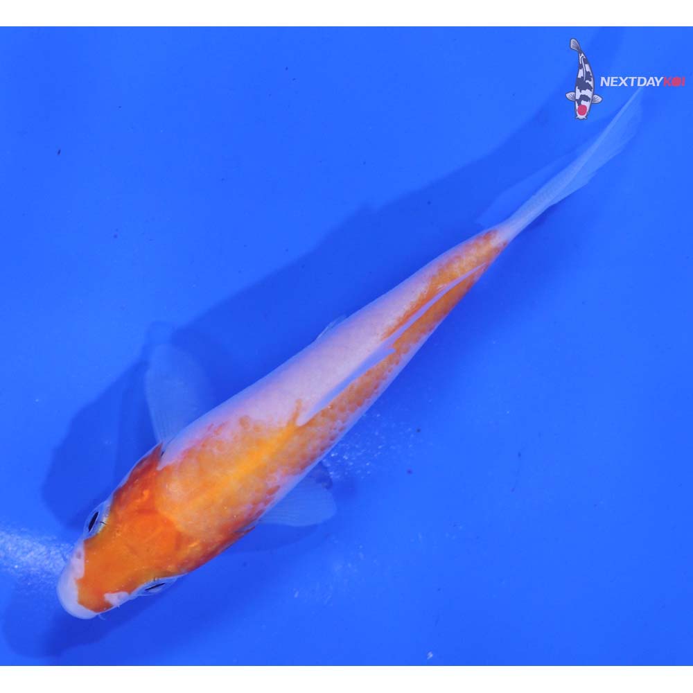 3.5” Imported Kohaku
