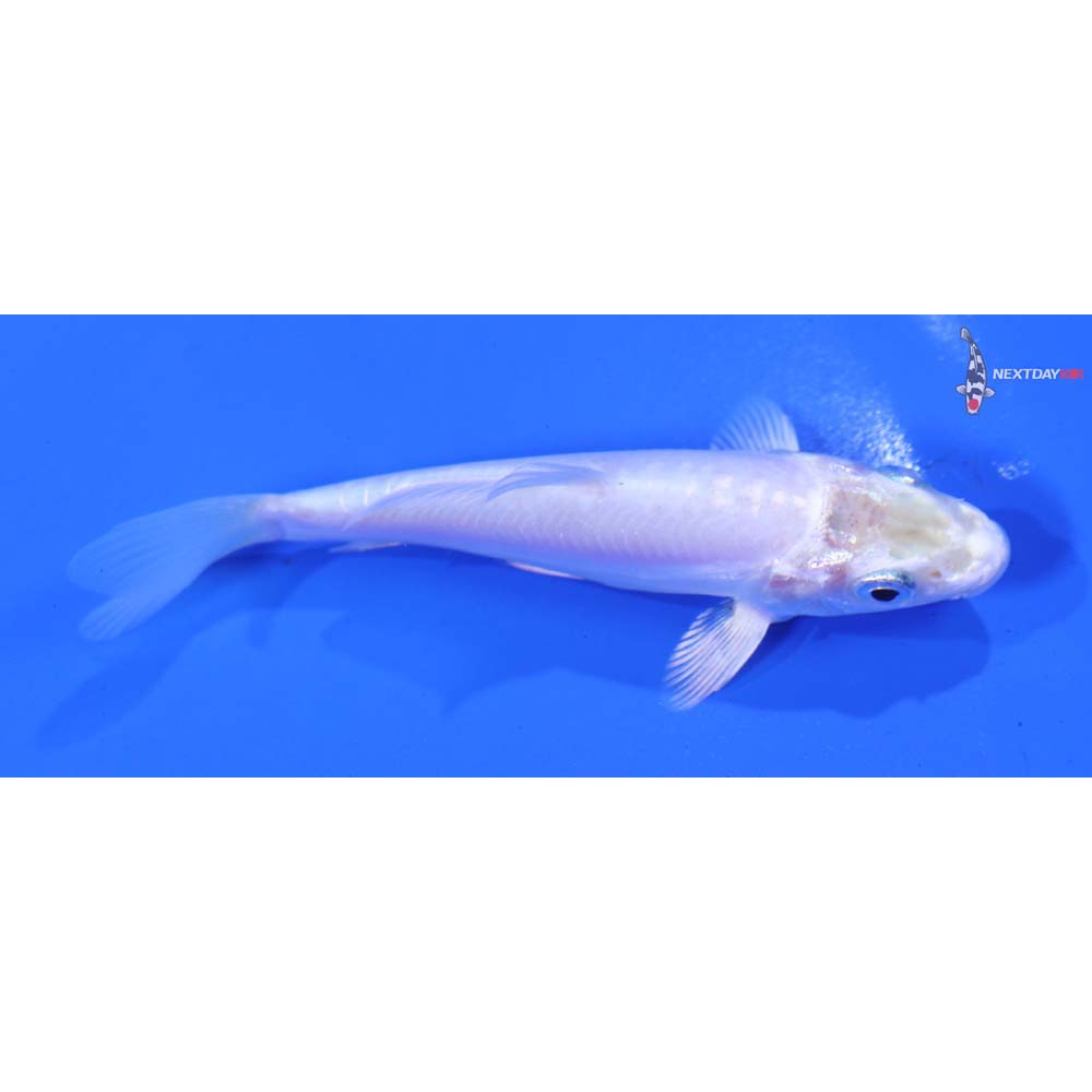 3.5” Imported Doitsu Platinum Ogon