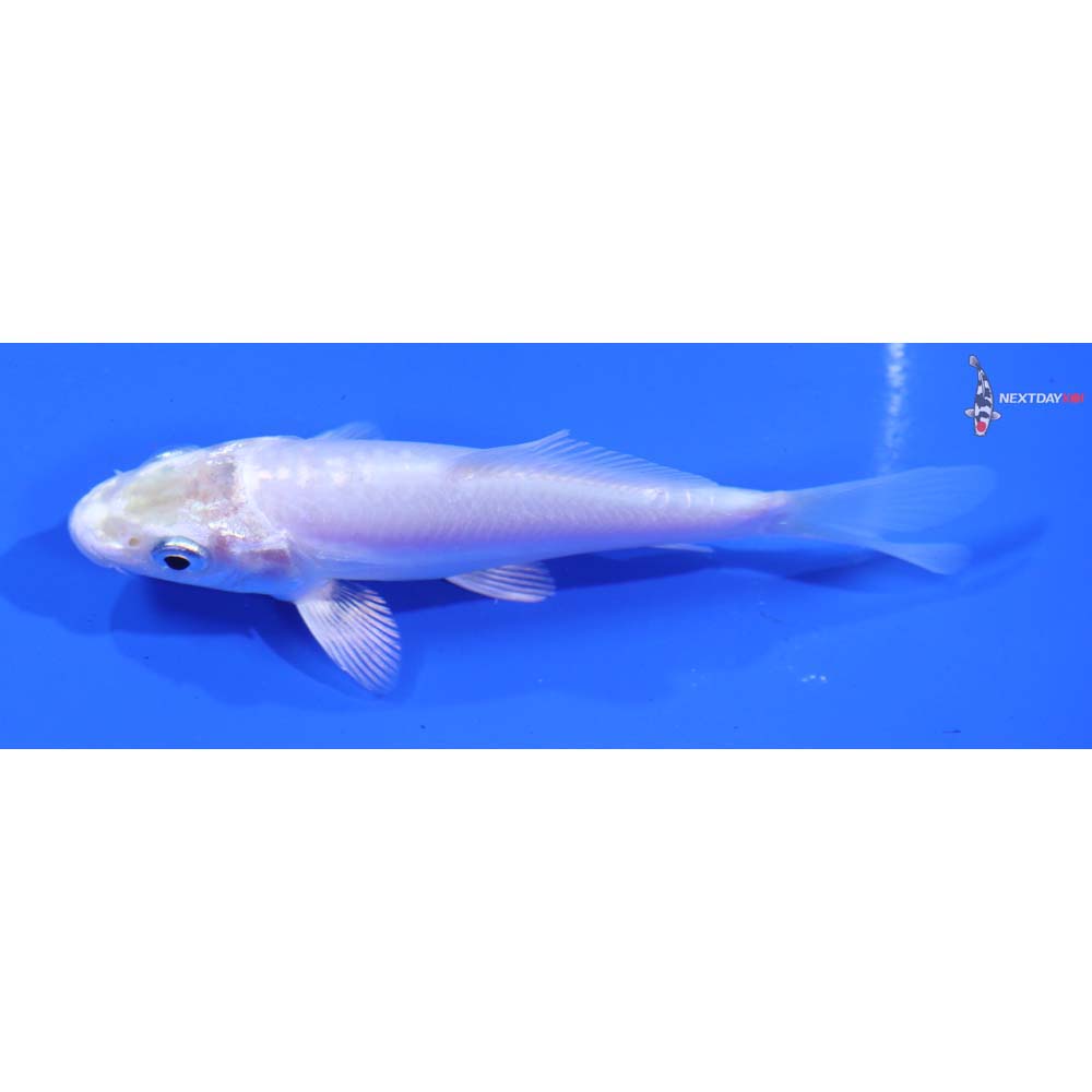 3.5” Imported Doitsu Platinum Ogon