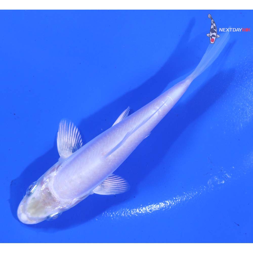 3.5” Imported Doitsu Platinum Ogon