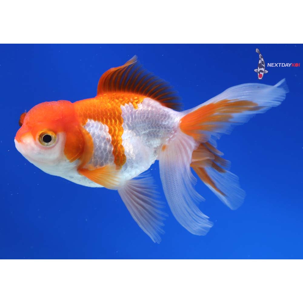 4” Imported Red and White Oranda