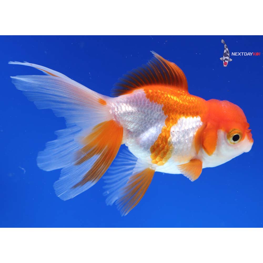 4” Imported Red and White Oranda