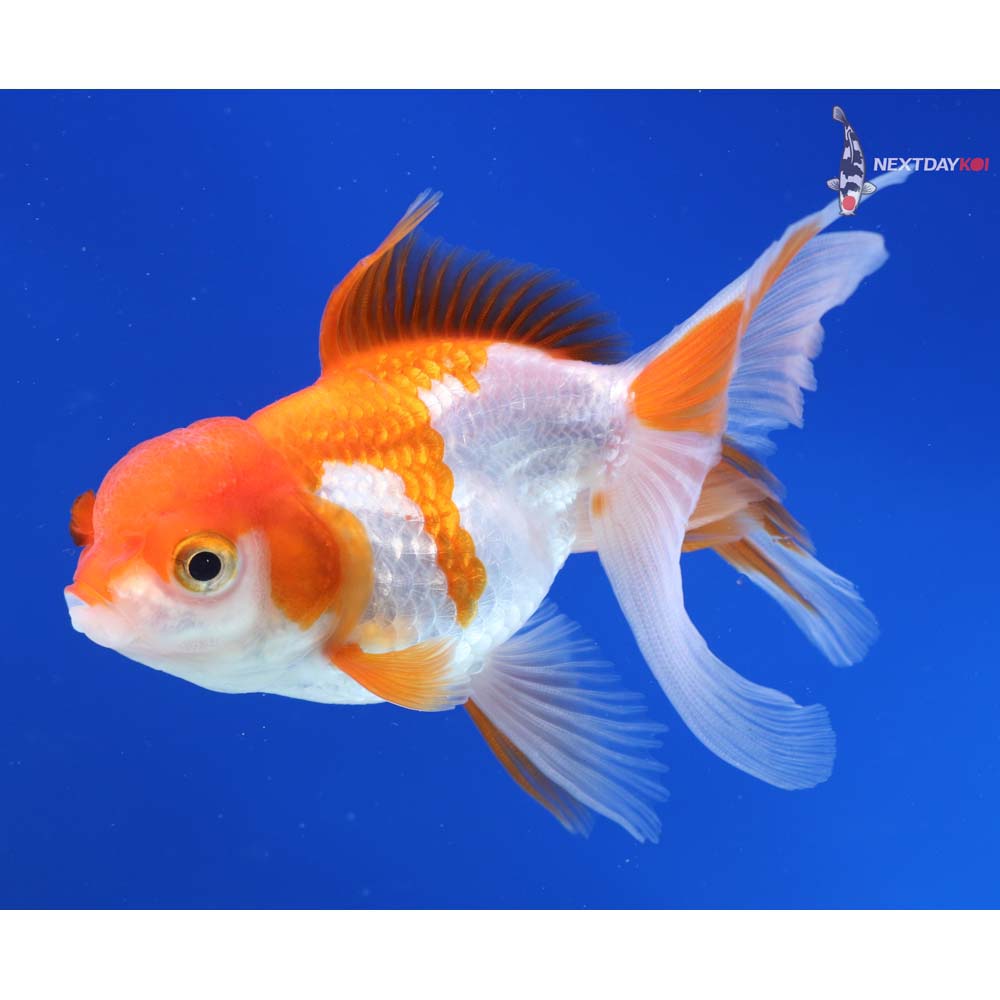 4” Imported Red and White Oranda