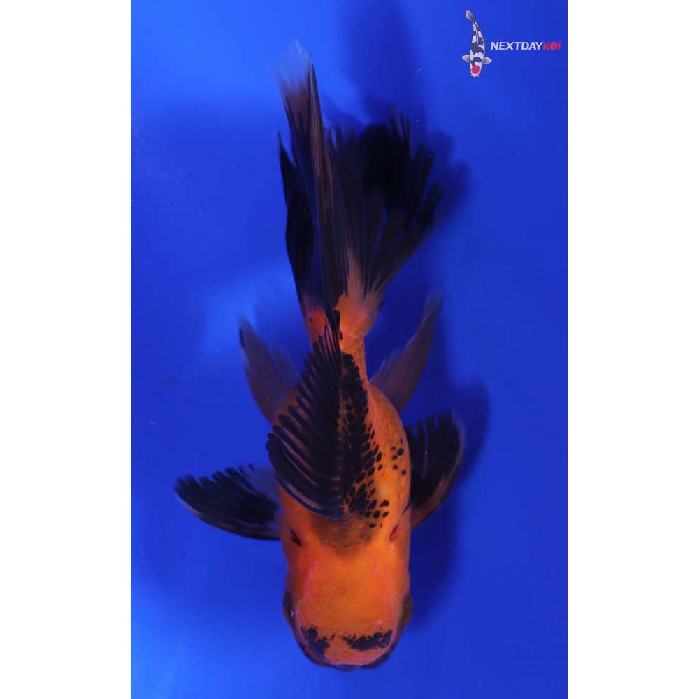 4” Imported Red and Black Oranda