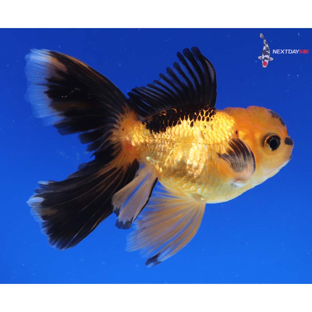 4” Imported Red and Black Oranda