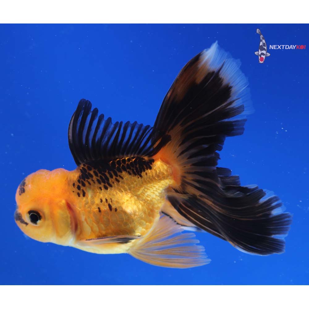 4” Imported Red and Black Oranda