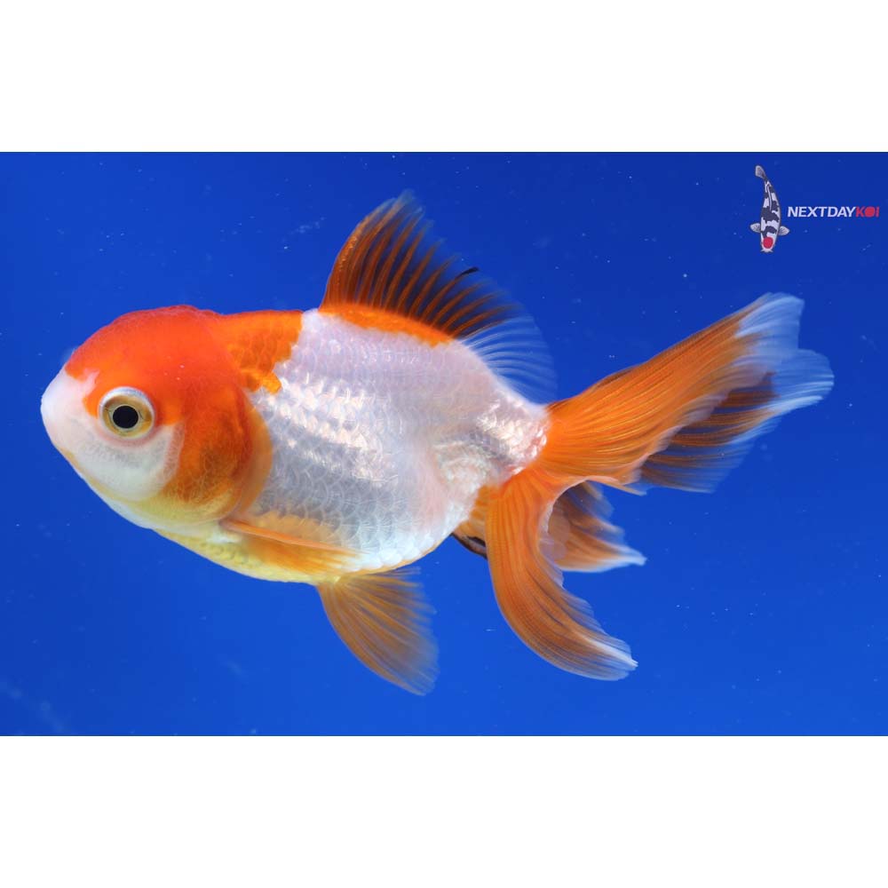 4” Imported Red and White Oranda