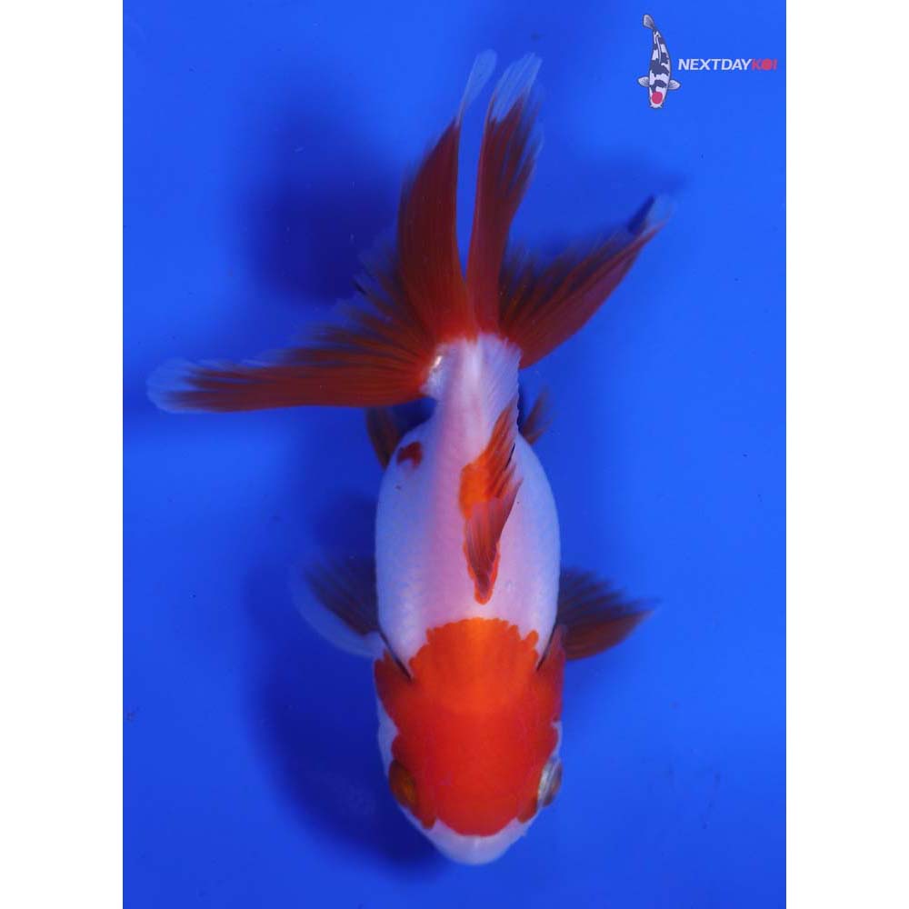4” Imported Red and White Oranda