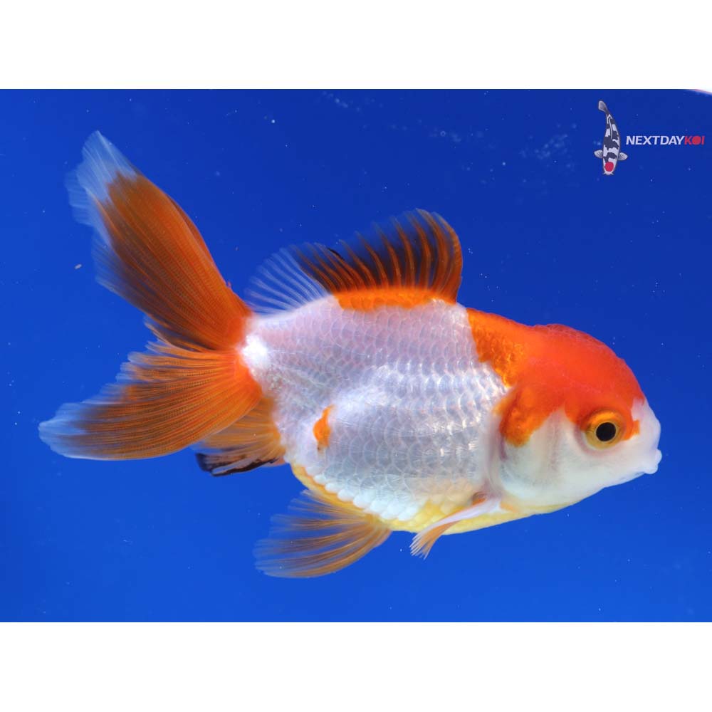 4” Imported Red and White Oranda