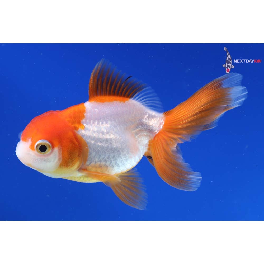 4” Imported Red and White Oranda