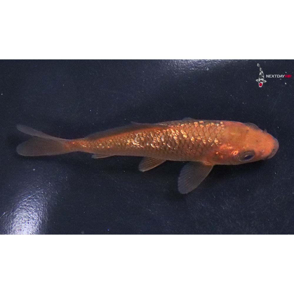 4” Imported Chagoi