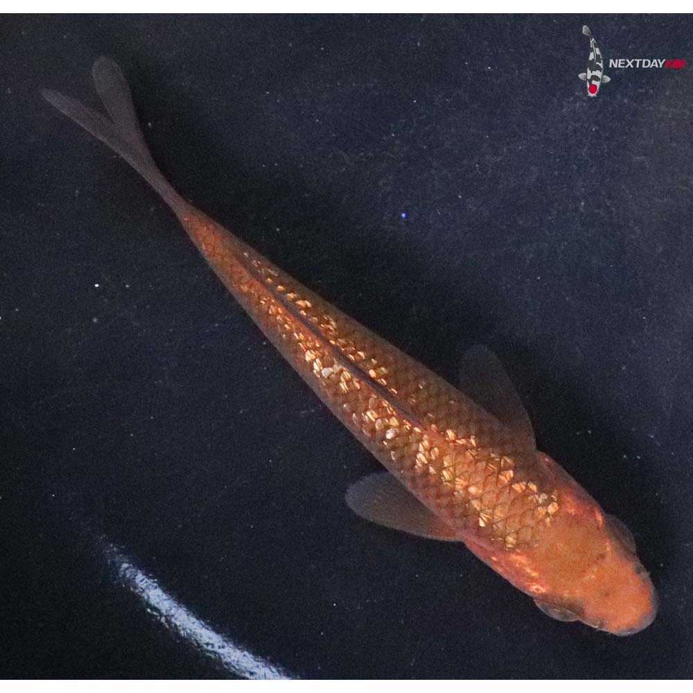 4” Imported Chagoi