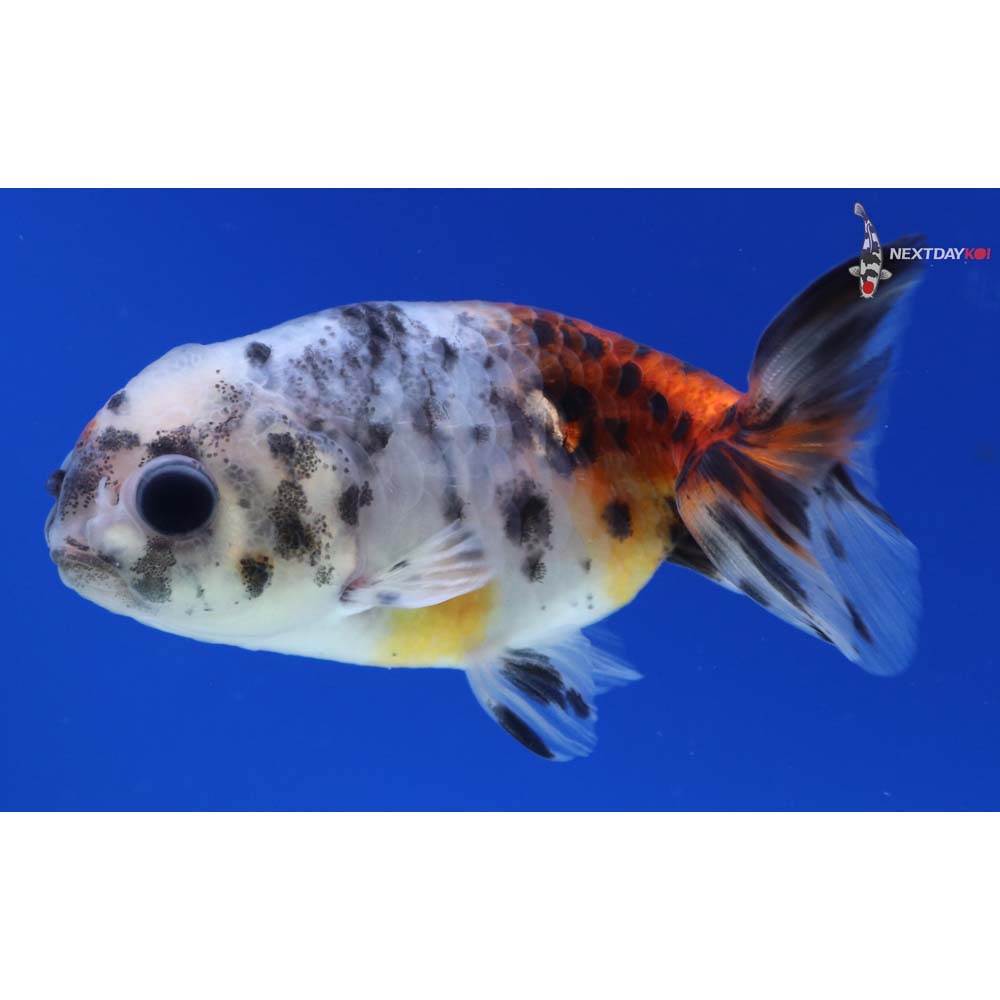 3” Imported Calico Ranchu