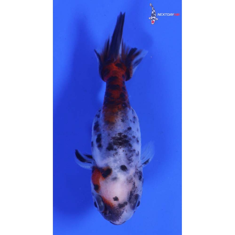 3” Imported Calico Ranchu