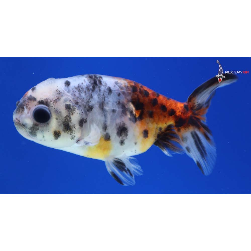 3” Imported Calico Ranchu