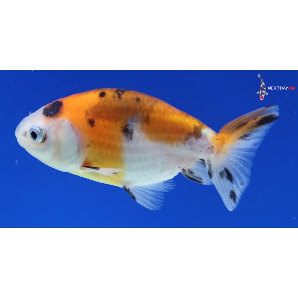 3” Imported Calico Ranchu