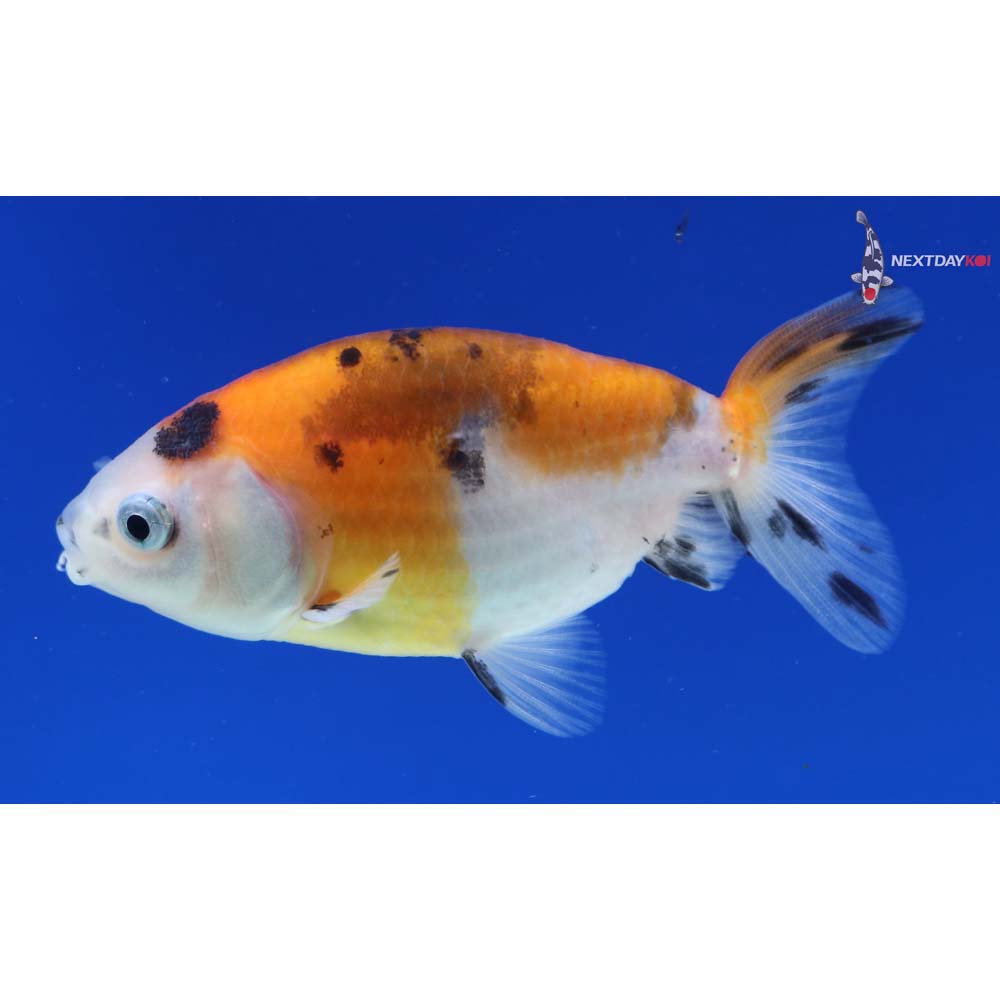 3” Imported Calico Ranchu