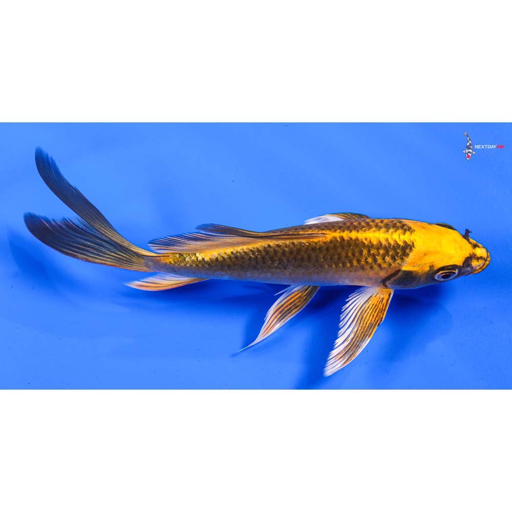 7” Imported Ki Matsuba Butterfly Koi