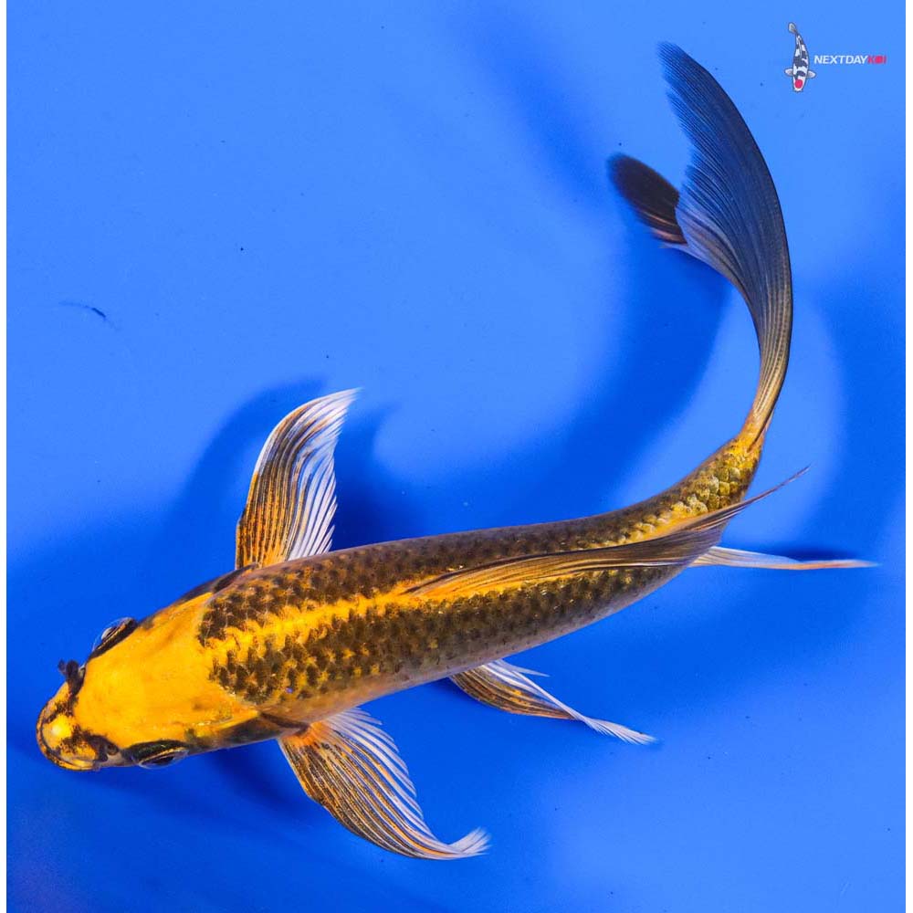 7” Imported Ki Matsuba Butterfly Koi
