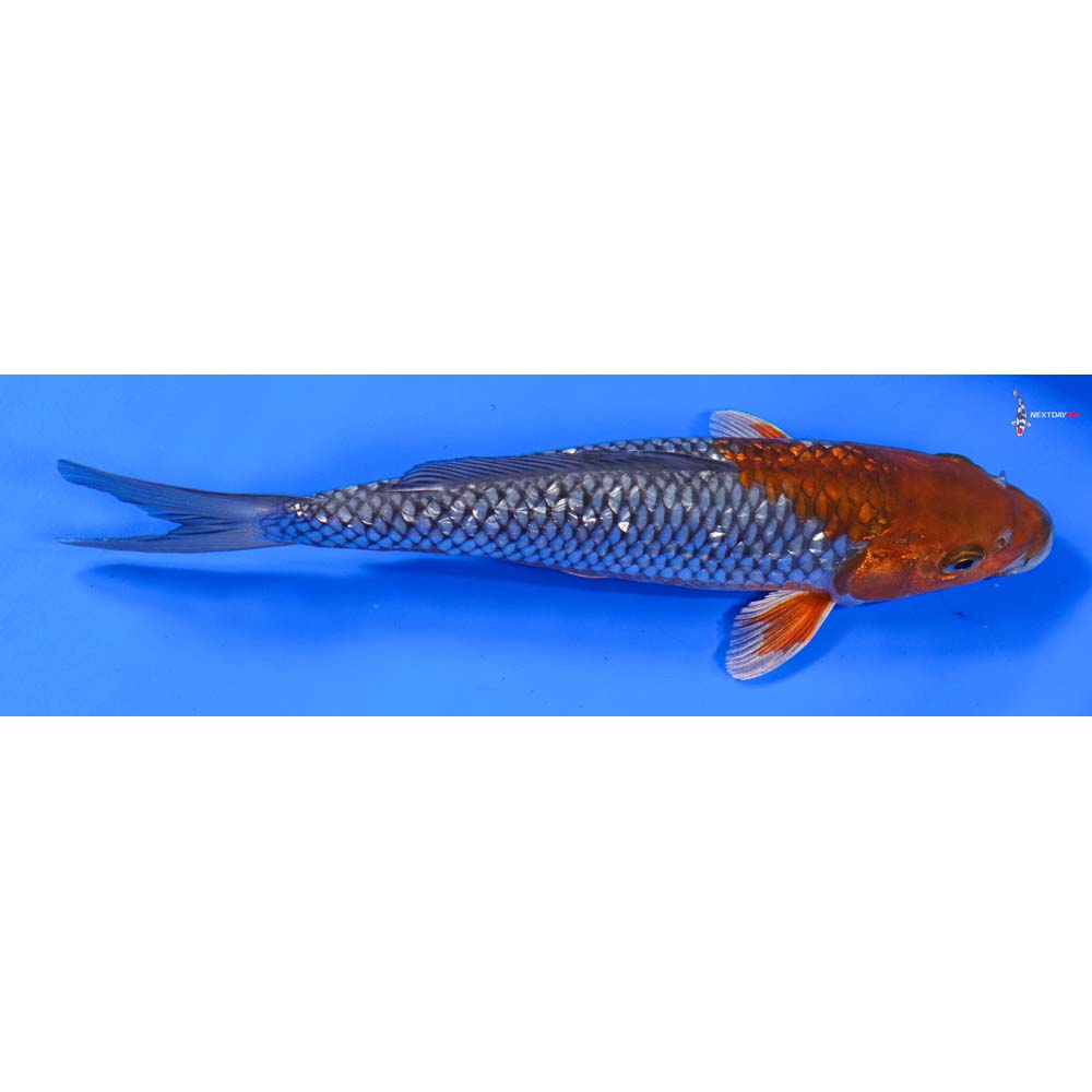 9” Imported Gin Rin Ochiba Shigure