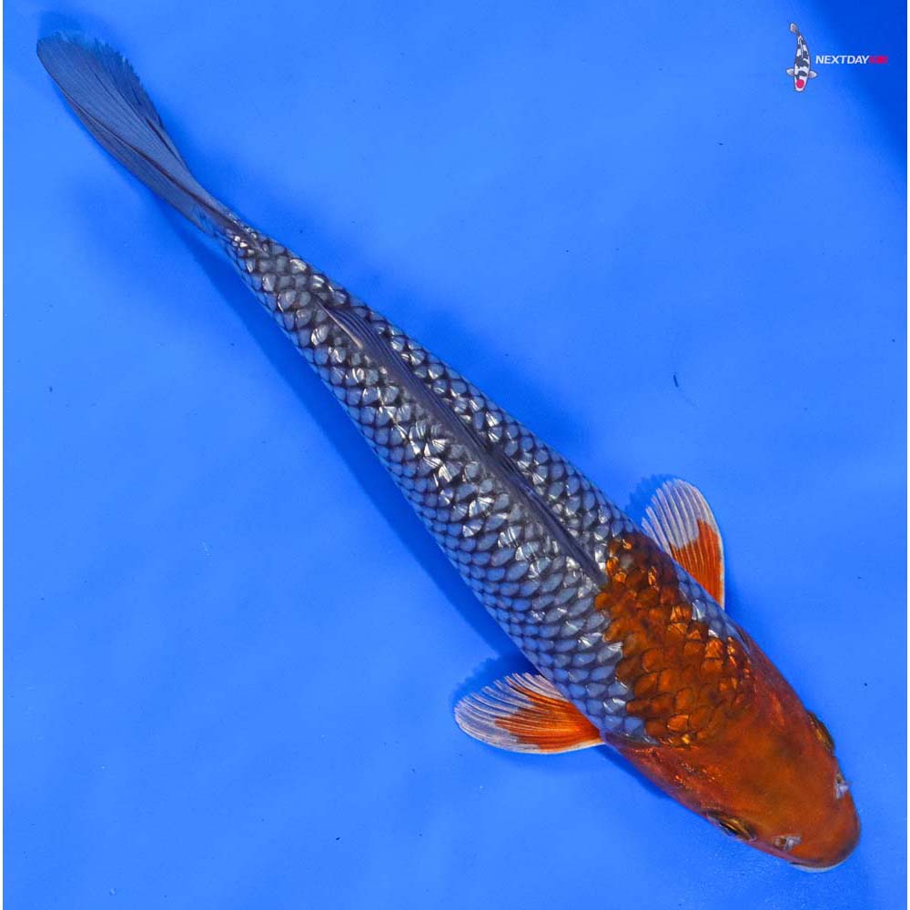 9” Imported Gin Rin Ochiba Shigure