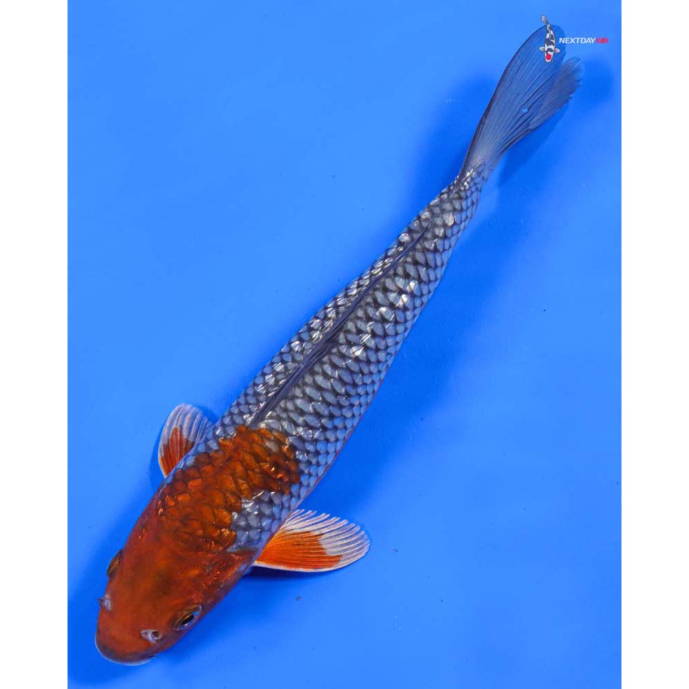 9” Imported Gin Rin Ochiba Shigure