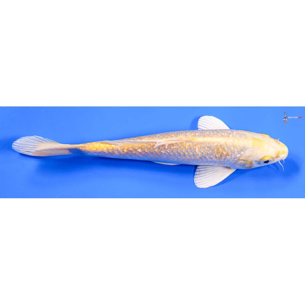 9” Imported Gin Rin Yamabuki Ogon