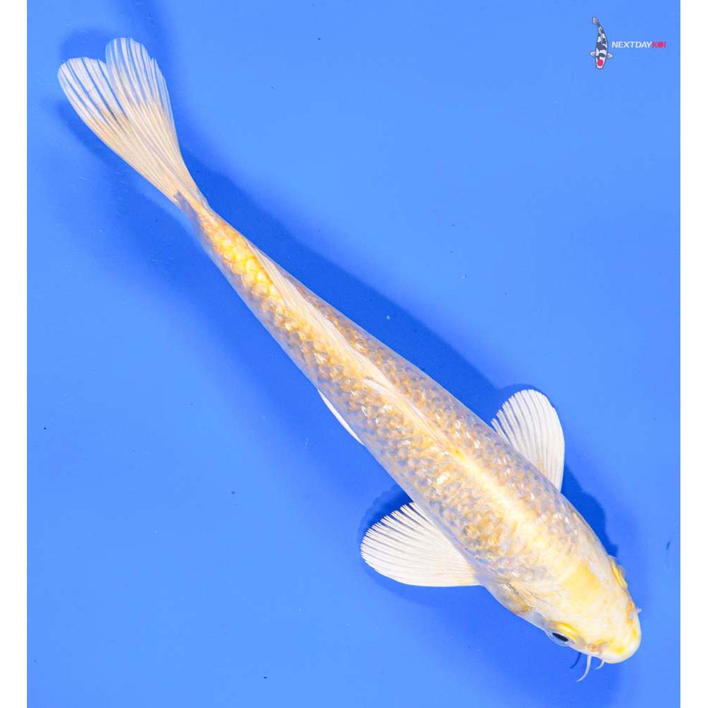 9” Imported Gin Rin Yamabuki Ogon