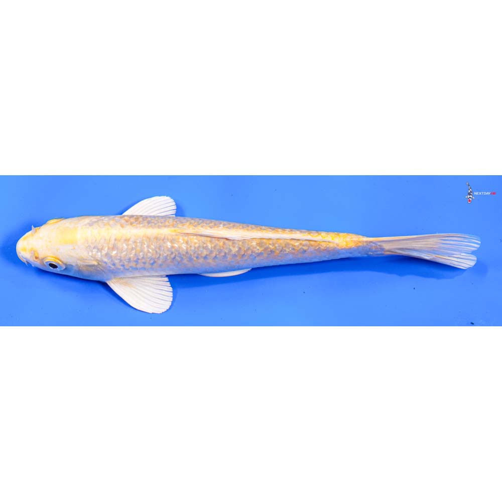 9” Imported Gin Rin Yamabuki Ogon