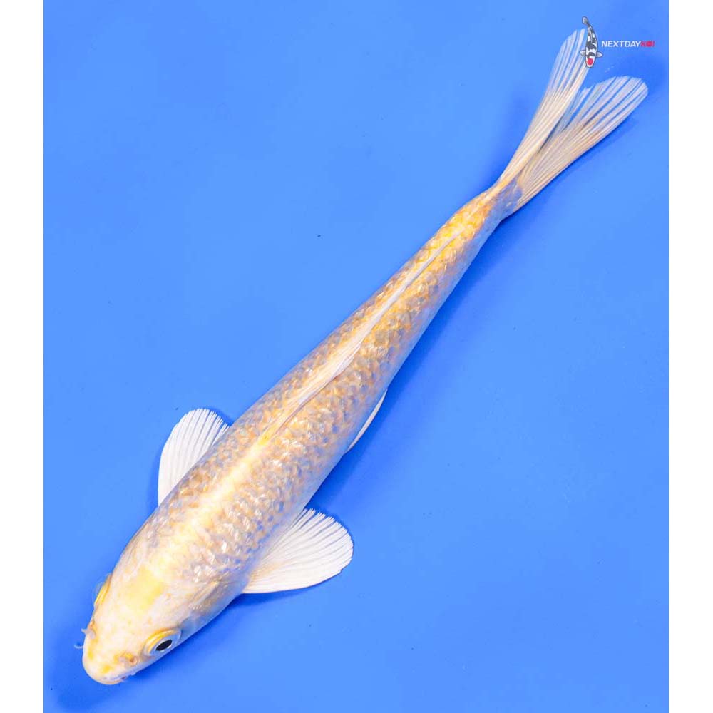 9” Imported Gin Rin Yamabuki Ogon