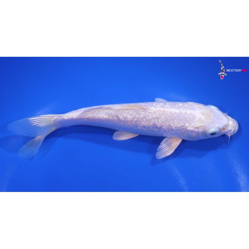 5.5” Imported Gin Rin Platinum Ogon