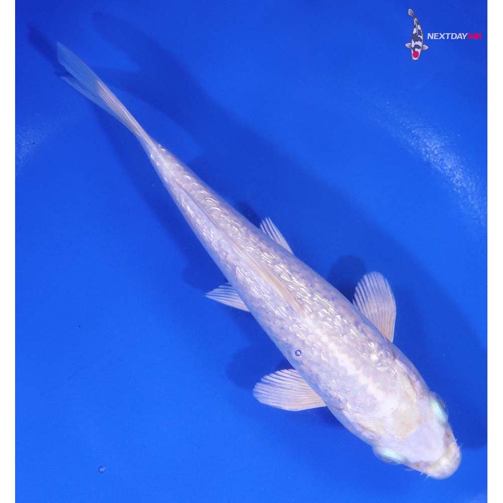 5.5” Imported Gin Rin Platinum Ogon