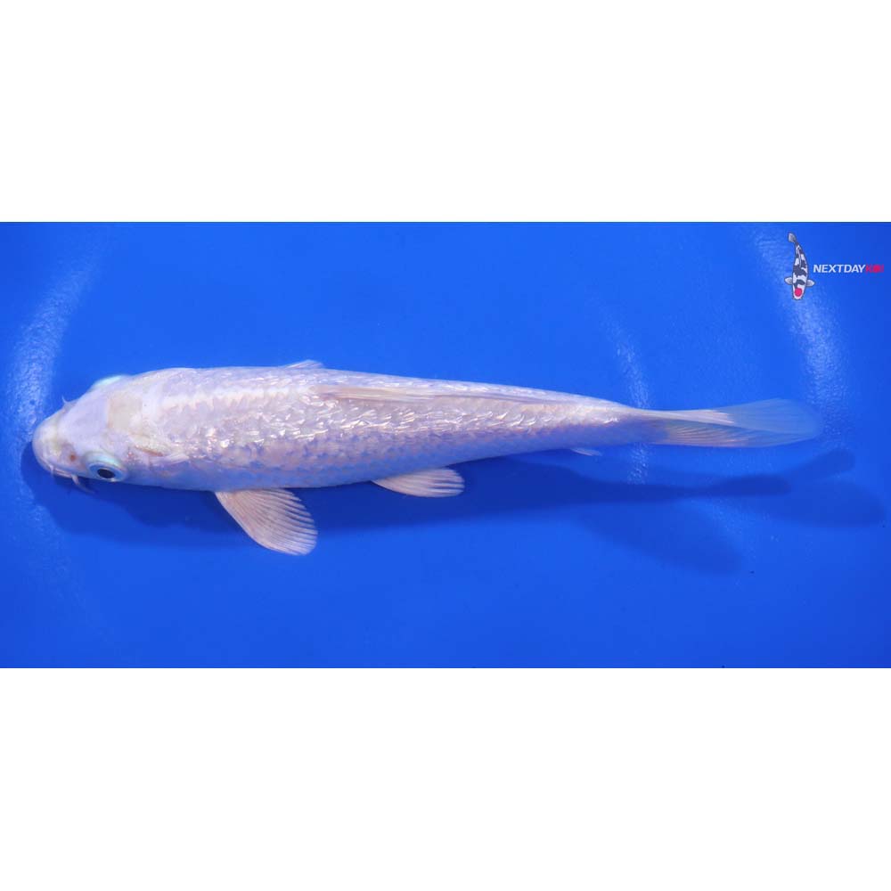 5.5” Imported Gin Rin Platinum Ogon