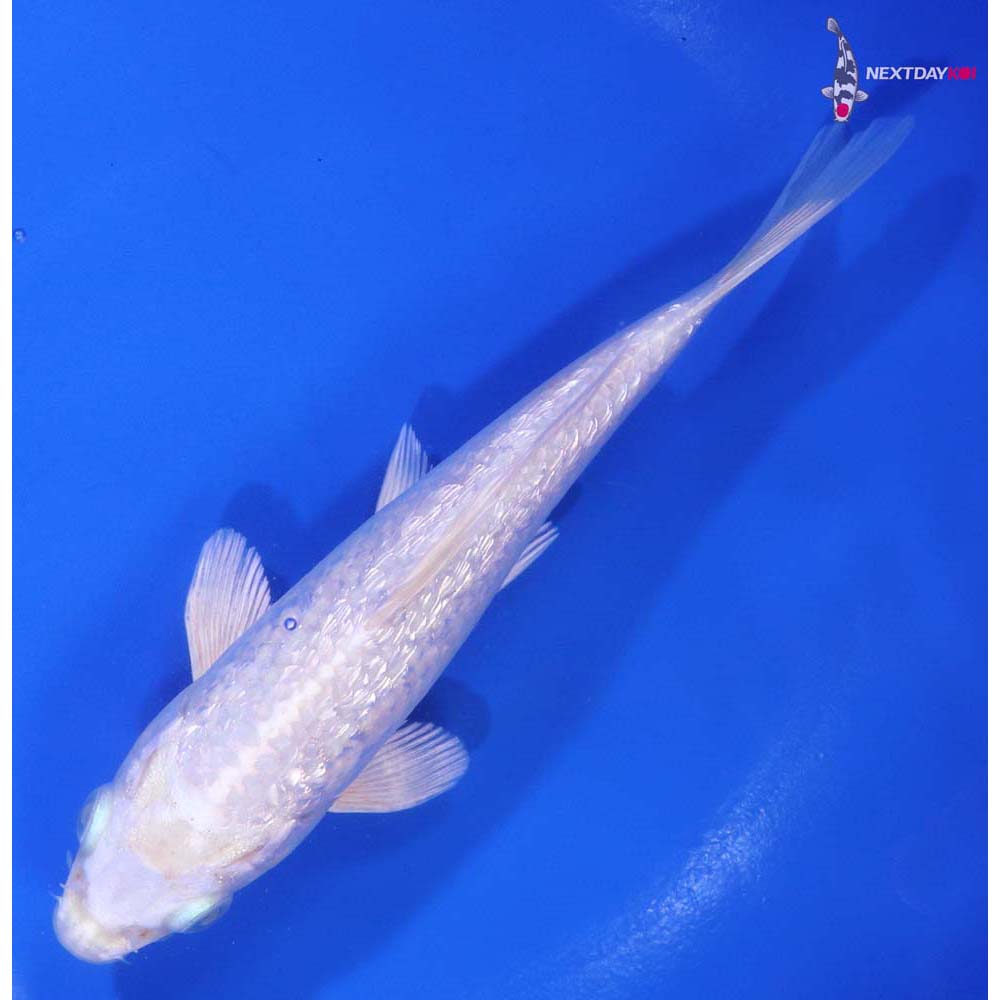 5.5” Imported Gin Rin Platinum Ogon
