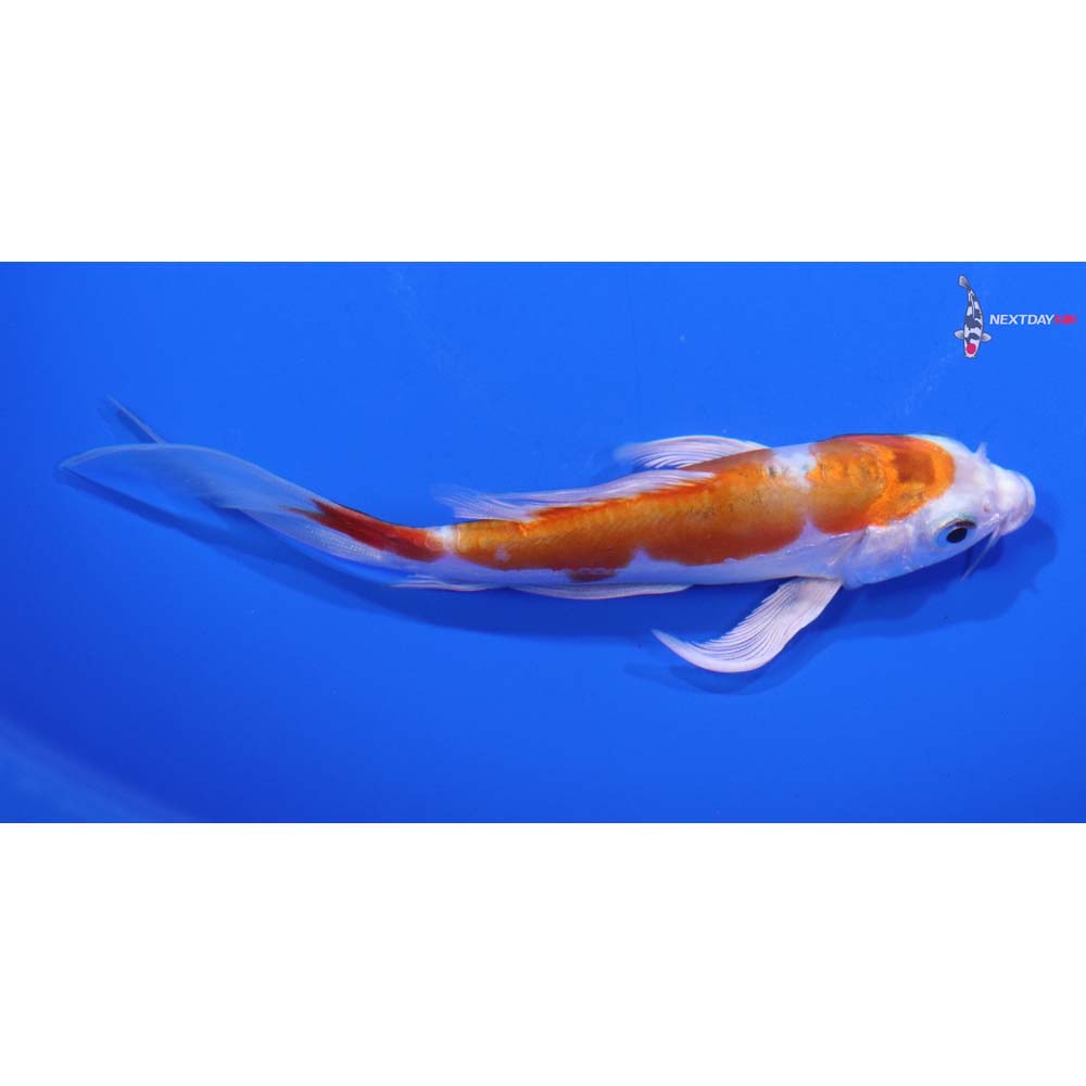 4.5” Imported Kikusui Butterfly Koi