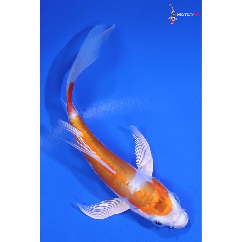 4.5” Imported Kikusui Butterfly Koi