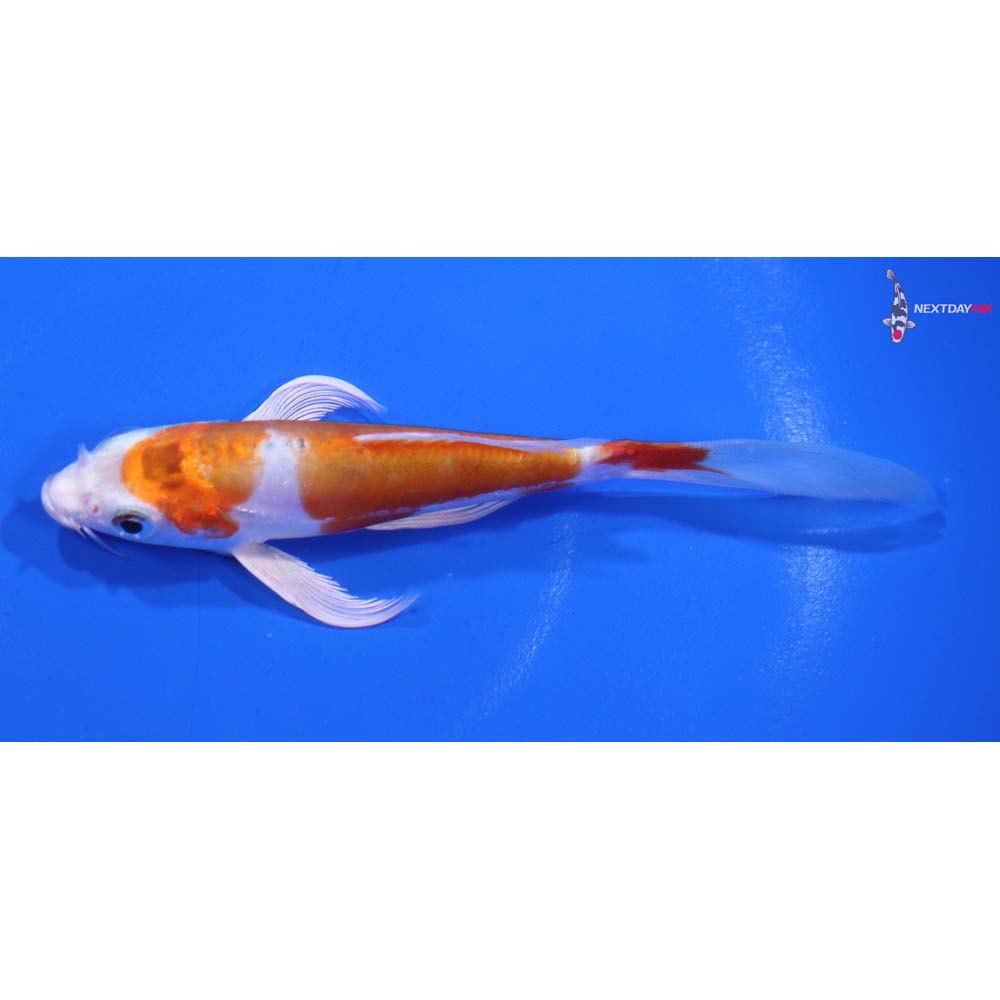 4.5” Imported Kikusui Butterfly Koi