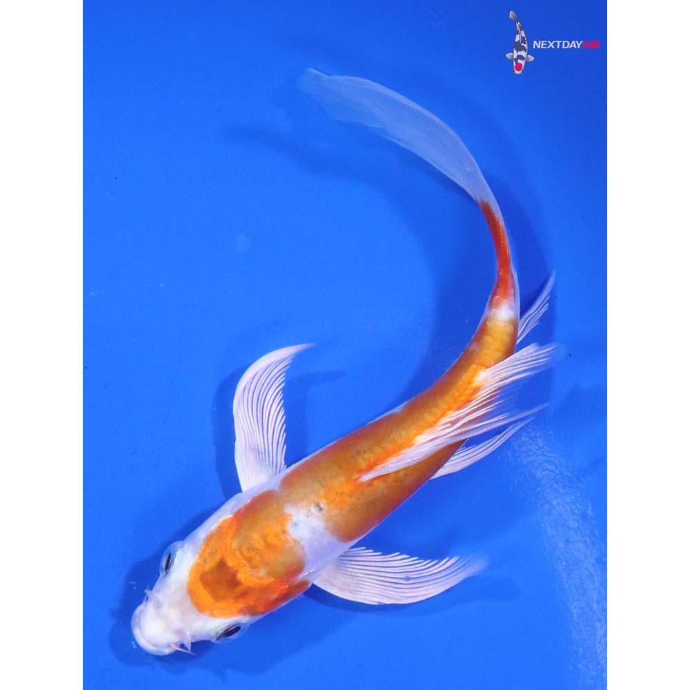 4.5” Imported Kikusui Butterfly Koi