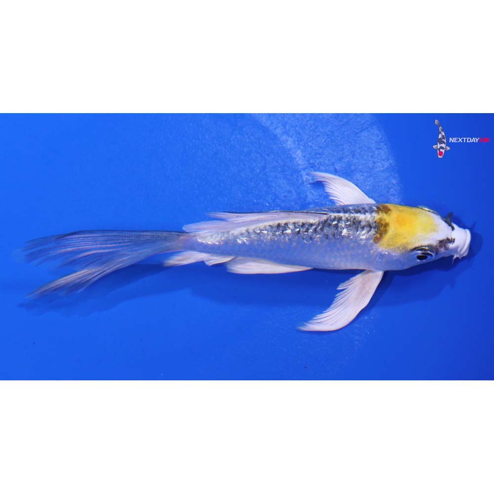 4.5” Imported Gin Rin Kujaku Butterfly Koi