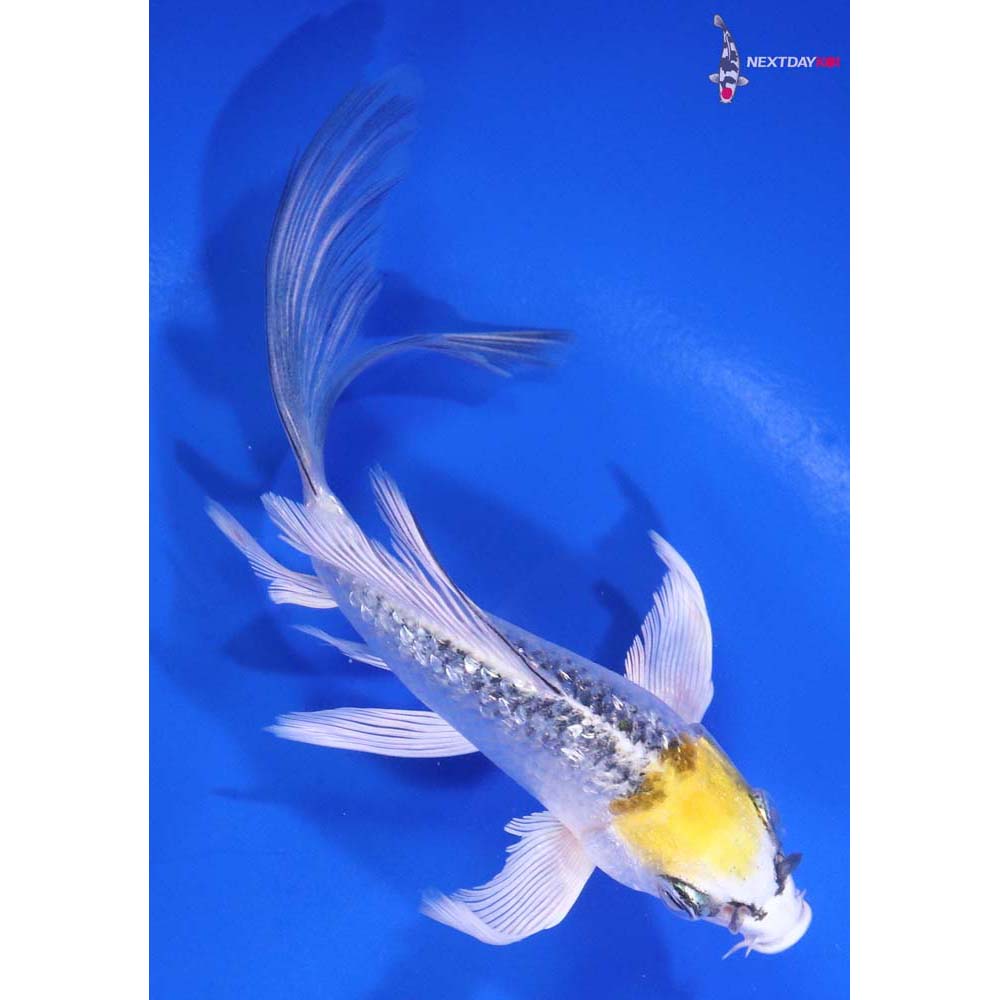 4.5” Imported Gin Rin Kujaku Butterfly Koi