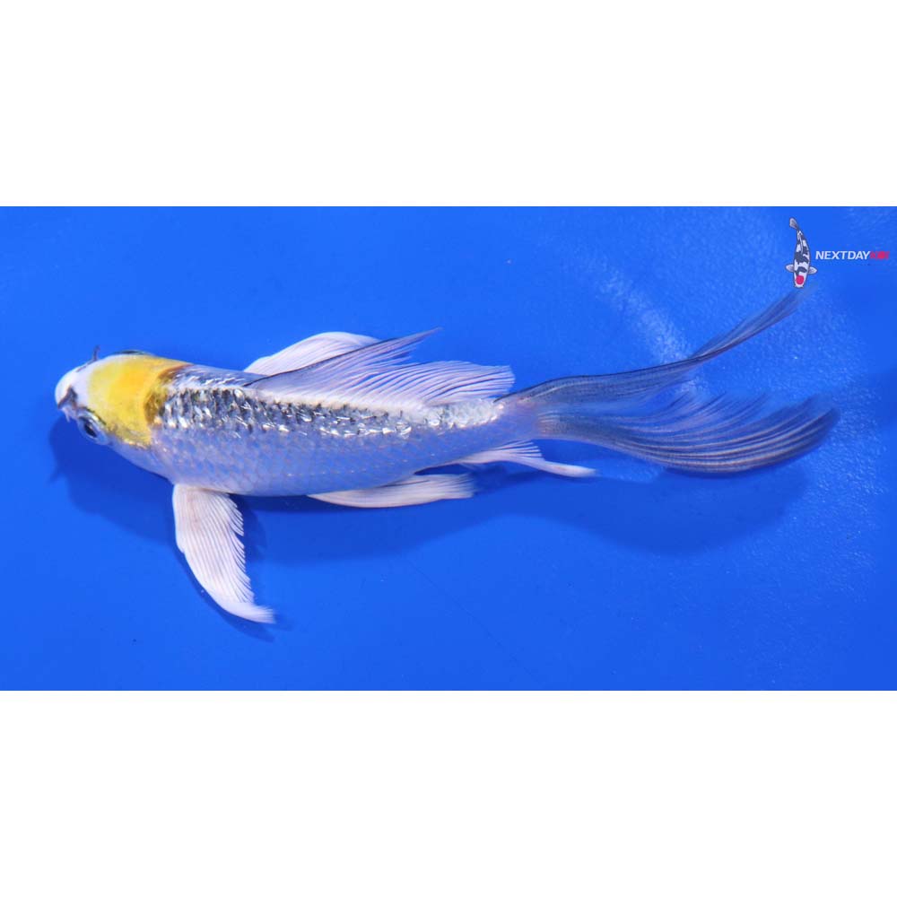 4.5” Imported Gin Rin Kujaku Butterfly Koi