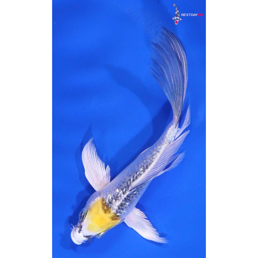 4.5” Imported Gin Rin Kujaku Butterfly Koi