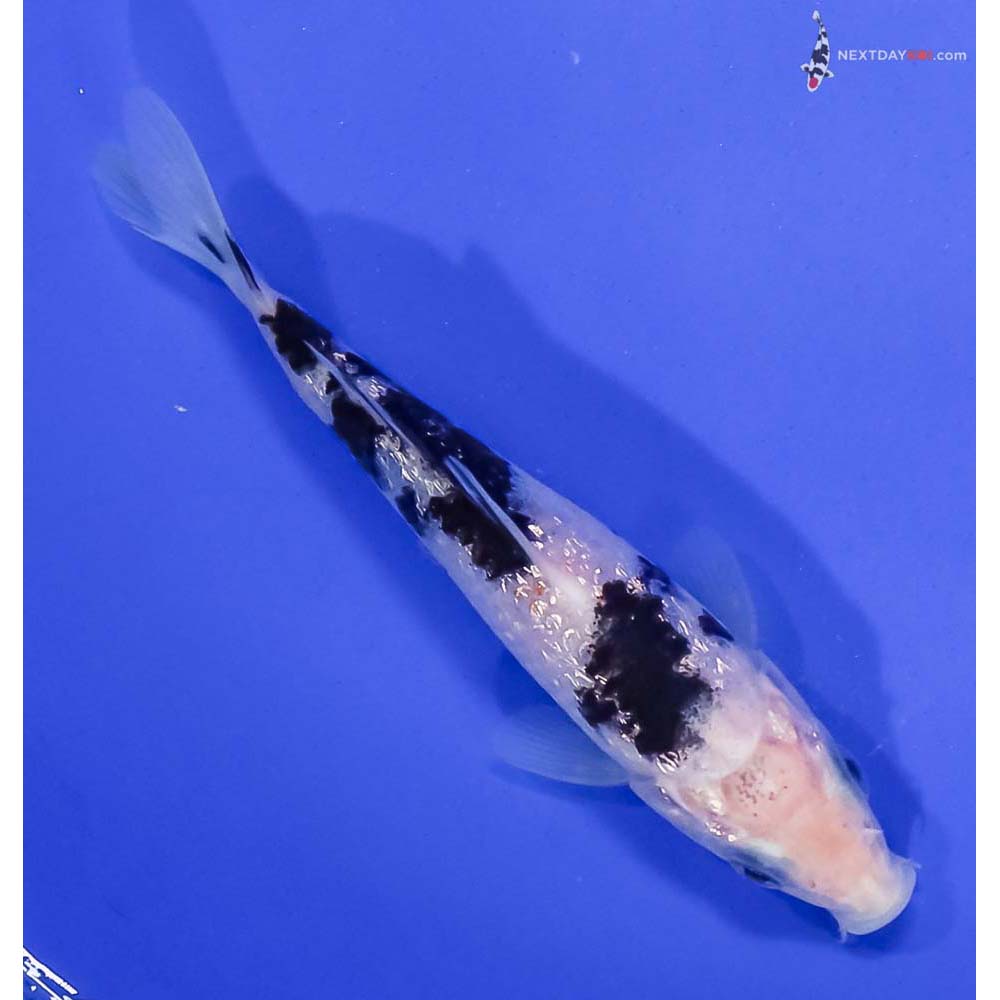 4.5” Imported Gin Rin Shiro Bekko