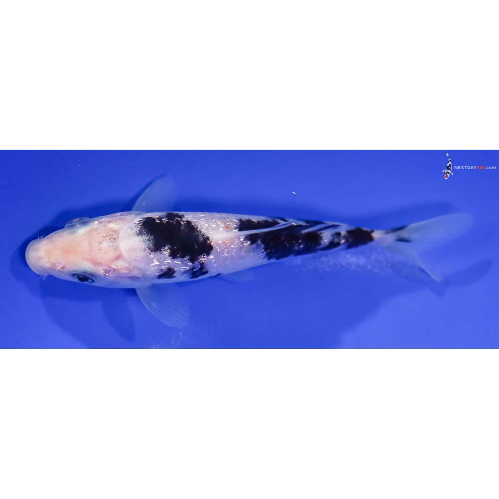 4.5” Imported Gin Rin Shiro Bekko