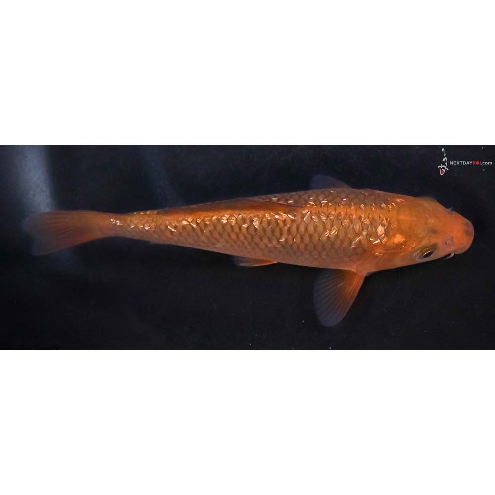 5” Imported Gin Rin Chagoi