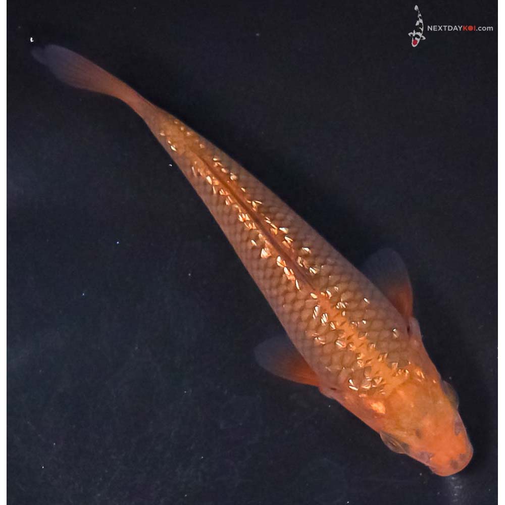 5” Imported Gin Rin Chagoi