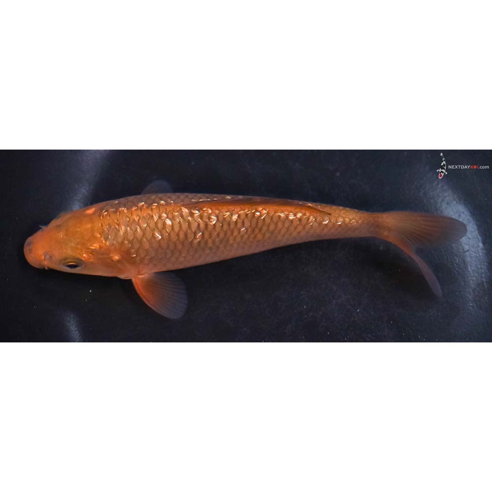 5” Imported Gin Rin Chagoi