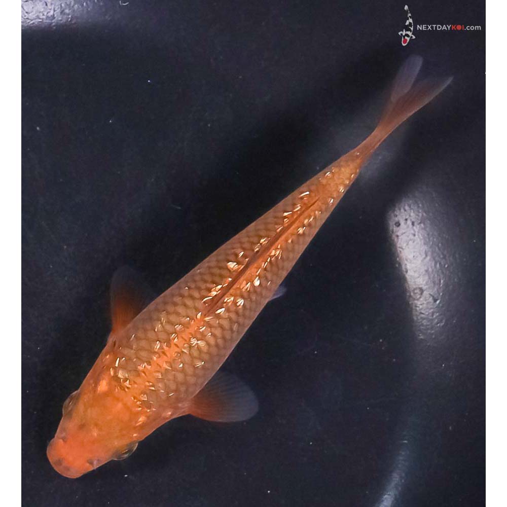 5” Imported Gin Rin Chagoi