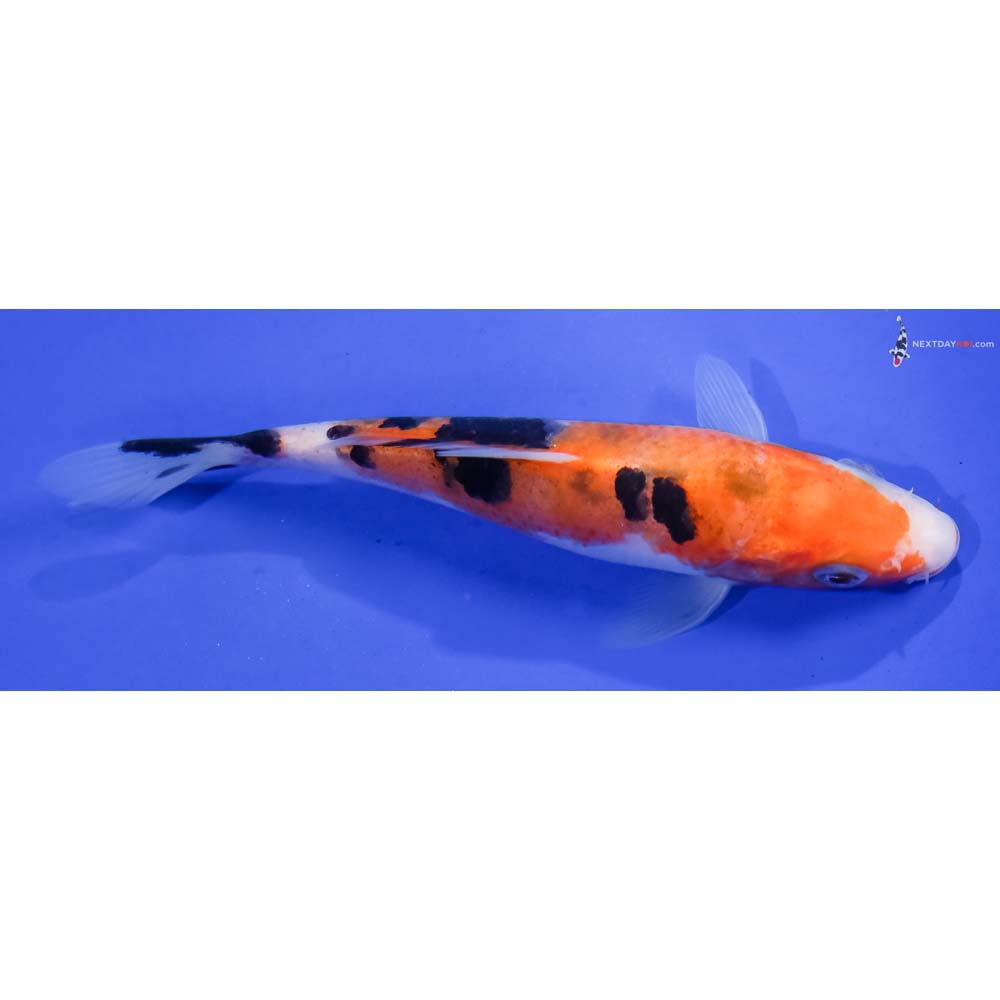 5.5” Imported Aka Sanke