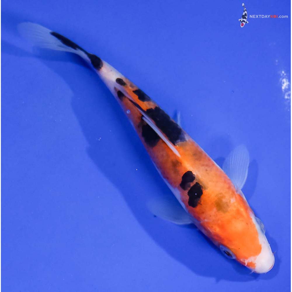 5.5” Imported Aka Sanke